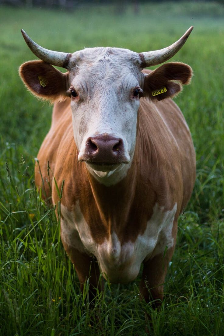 Qurbon hayiti uchun vakolat asosida qurbonlik